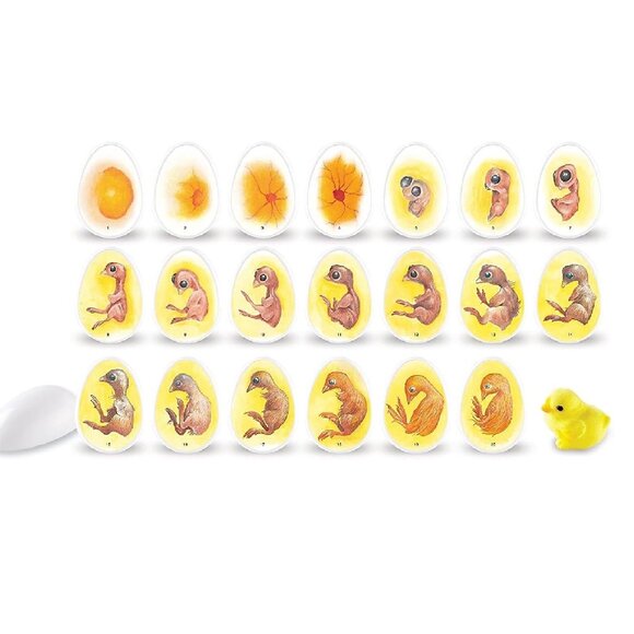 Learning Resources Chick Life Cycle Exploration Set Educational Science Kit NIB - Picture 4 of 11